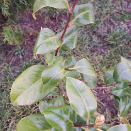 Camellia japonica – aspect devitalizat