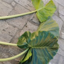 Colocasia tinuta in beci - frunze ofilite si petiol lung (lipsa luminii)