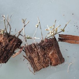 Dischidia ruscifolia (Million hearts plant) – depreciere, uscare