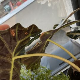 Diverse plante – musculite prezente, frunze uscate