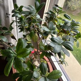Ficus ginseng – frunze innegrite