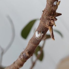 Ficus japonez cu atac de daunatori