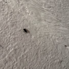 insecte pe pereti in casa – gargarite