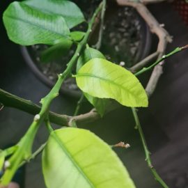 lamai – frunze decolorate