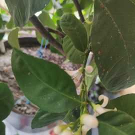 lamai – frunze lipicioase (paduchi testosi)