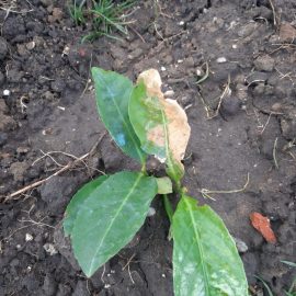 Laur rotundofila – frunzele se albesc