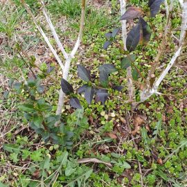 Ligustrum ovalifolium (lemn cainesc) - crusta alba pe tulpini si pe frunze