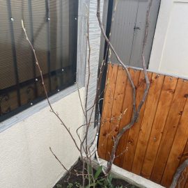 Magnolia Soulengeana - lipsa infloririi