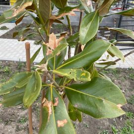 Magnolia grandiflora cu frunze depreciate