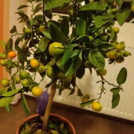 mandarin – caderea florilor si a fructelor dupa achizitionare