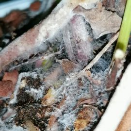 Mucegai pe radacinile plantei anthurium