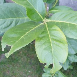 Prunus laurocerasus cu frunze mancate – gargarite