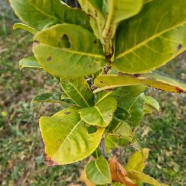 Prunus – frunze deteriorate