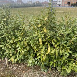 Prunus laurocerasus-frunze îngălbenite și găurite