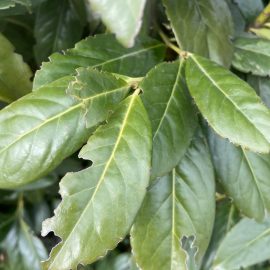 Prunus laurocerasus-frunze îngălbenite și găurite