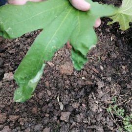 smochin plantat in gradina – frunze usor depreciate