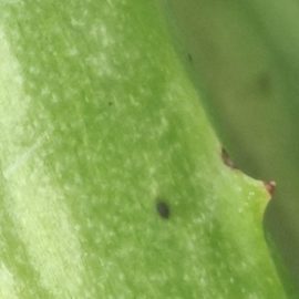 Aloe - puncte mici pe frunze
