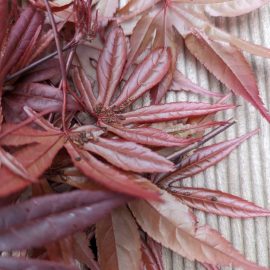 Artar japonez red emperor - afide pe spatele frunzelor