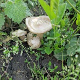 identificare ciuperci crescute la baza prunilor
