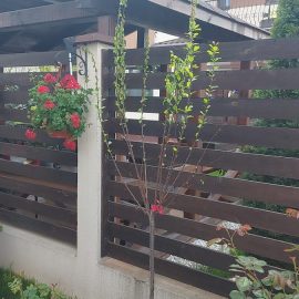 Cireș japonez pitic plantat recent – uscarea frunzelor