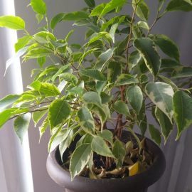 Ficus benjamina – informatii alegere ingrasamant