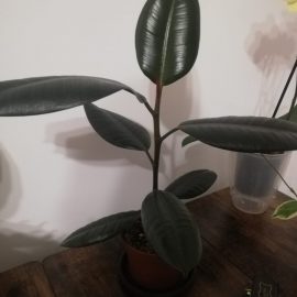Ficus – frunze pleostite