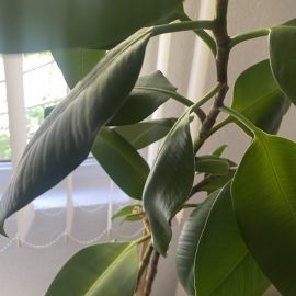 Ficus – frunzele au inceput sa i se stranga
