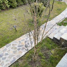 Liliac indian plantat in toamna – ramuri uscate