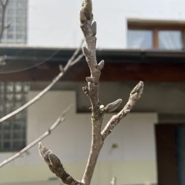 Magnolia - nu infloreste