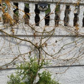 passiflora caerulea – nu a pornit in vegetatie