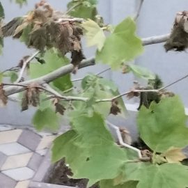 Platan – ofilire/uscare frunze