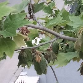 Platan – ofilire/uscare frunze
