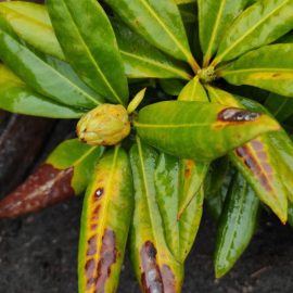 Rhododendron, azalee – pete maro pe frunze si depunere alba