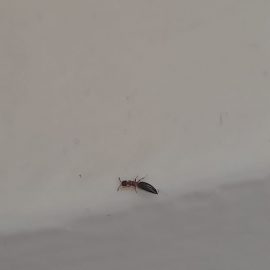 insecte asemanatoare cu furnicile in casa
