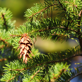 Află de ce nu este recomandat un plan anual pentru tratarea coniferelor
