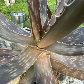 Aloe Vera - brunificare completa