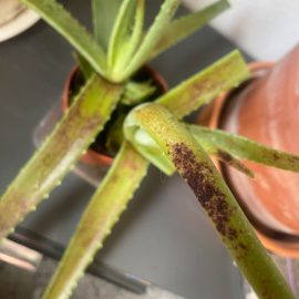 Aloe vera - frunze innegrite