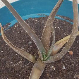 Aloe Vera - frunze maro uscate