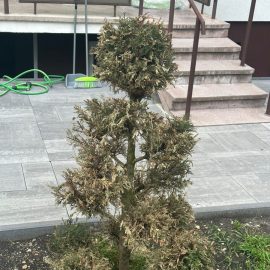 Arbusti ornamentali tuia – depreciere dupa replantare