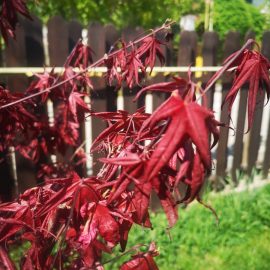 Artar japonez - frunze depreciate dupa mulcire