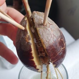 Avocado cu formatiuni albicioase pe radacini