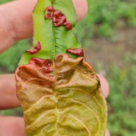 piersic – frunze deformate (Taphrina deformans)