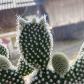 Cactus cu pete rosiatice