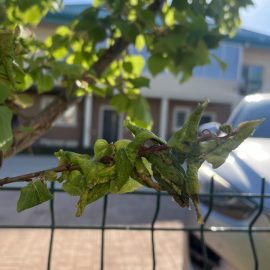 Cais – frunze afectate, semne de uscare
