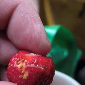 Capsuni - daunatori mici pe fructe