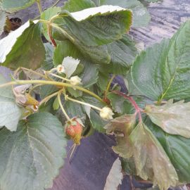 Capsuni soiul albion - fructe deformate si frunze uscate