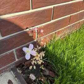 Clematis 'Fragrant Spring’ - sfaturi ingrijire dupa plantare