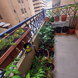 Dacă ai avea un balcon mic, care ar fi cea mai bună plantă pentru a crea un mic colț verde?