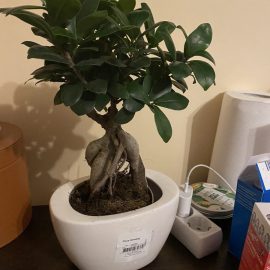 Ficus ginseng – informatii transplantare