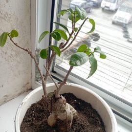 Ficus ginseng – frunze deteriorate